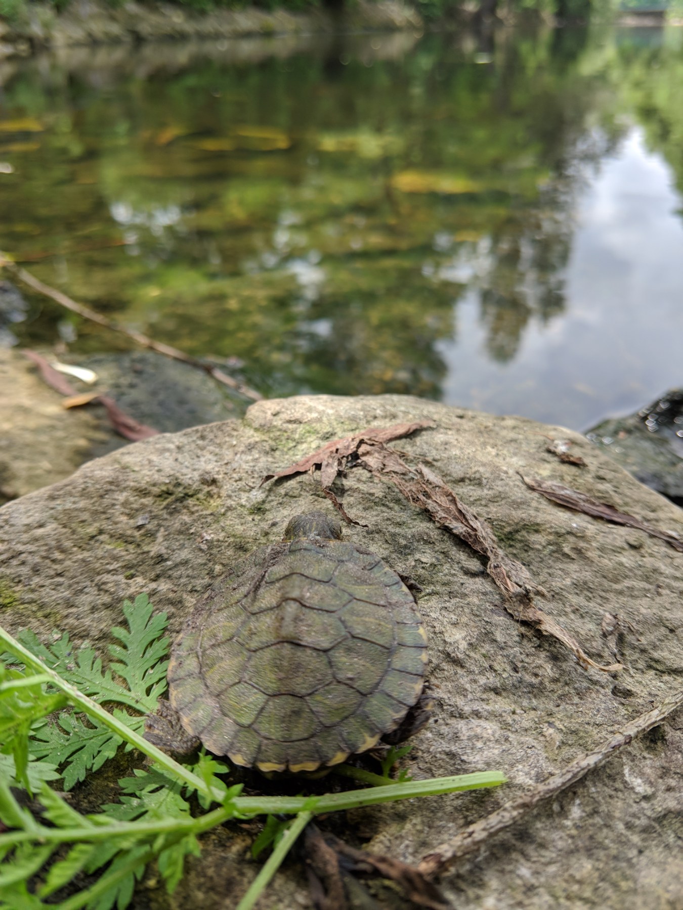 Черепахи нашего городка - Zoo