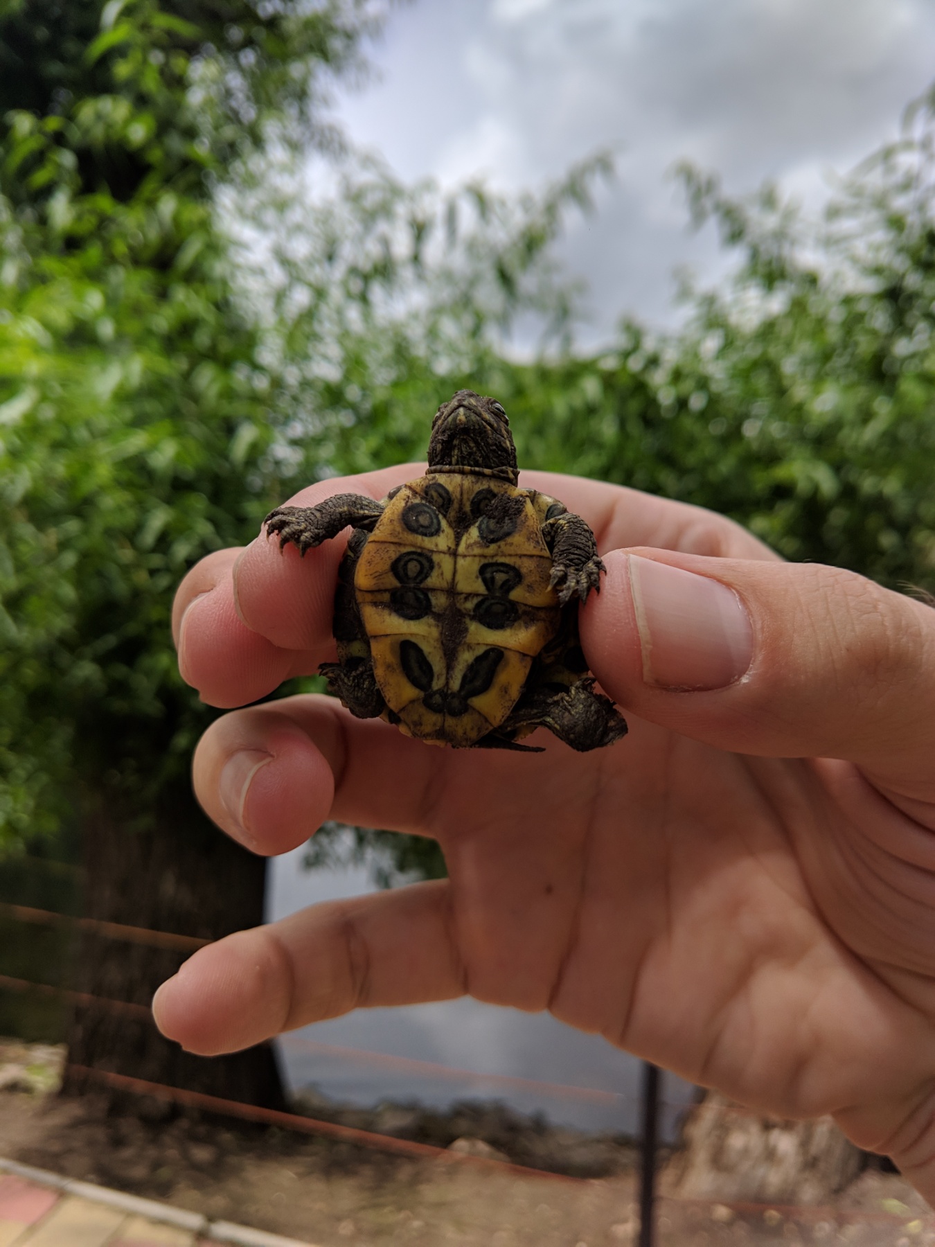 Черепахи нашего городка - Zoo