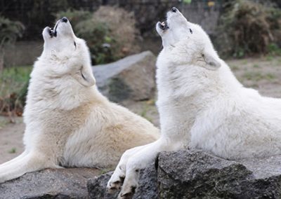 Арктические волки