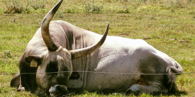 Венгерские длиннорогие быки