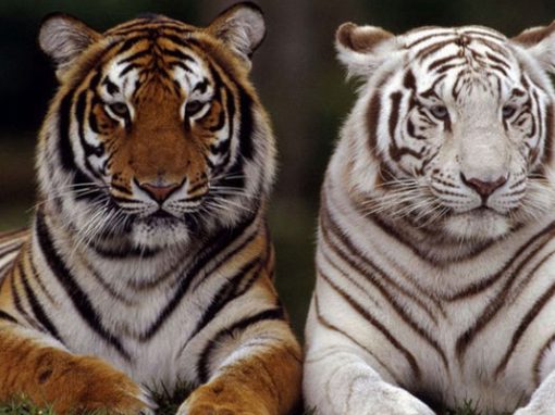 Tigrii bengalezi