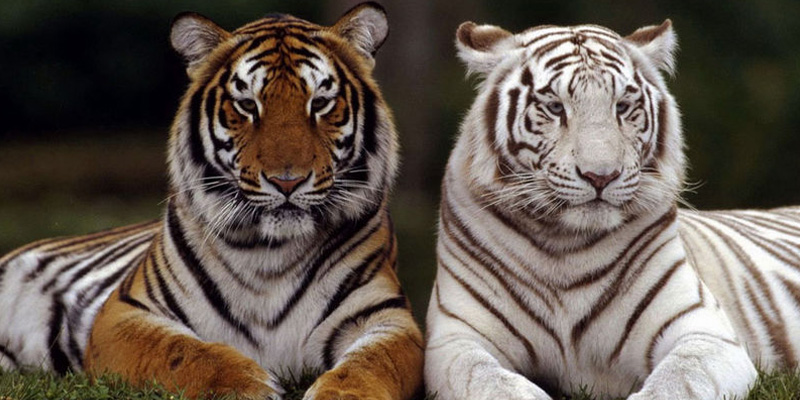 Tigrii bengalezi