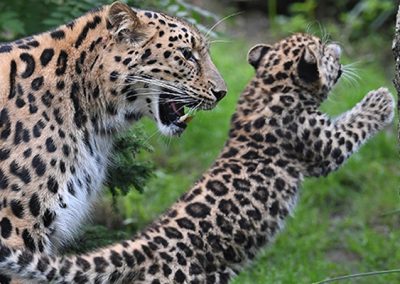 Leopardul de Amur