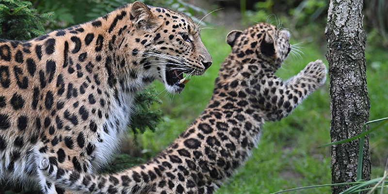 Leopardul de Amur