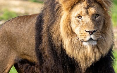 Leii au ieșit din incintă să facă o plimbare în grădina zoologică din România