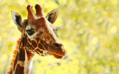 21 июня – Всемирный день жирафов