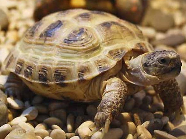 Среднеазиатская или степная черепаха