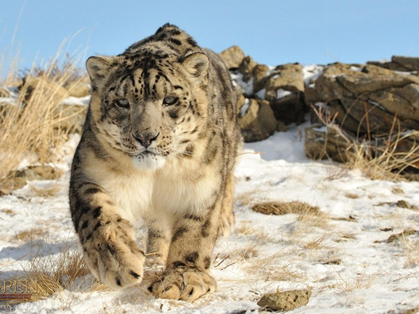 Leopardul de zăpadă