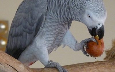 В рационе пернатых из коллекции экзотических птиц “Кишинёвского зоопарка” присутствует вся гамма фруктов