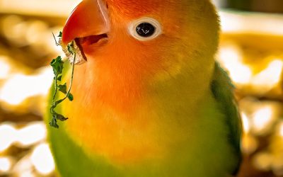 1 апреля – Международный День Птиц!