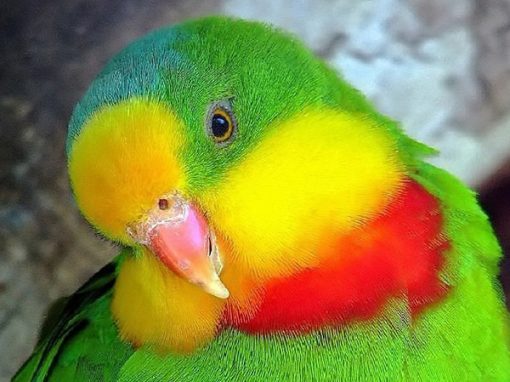Роскошный баррабандов попугай