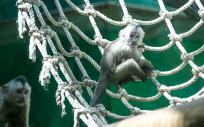 В Московском зоопарке обезьянки-капуцины стали родителями