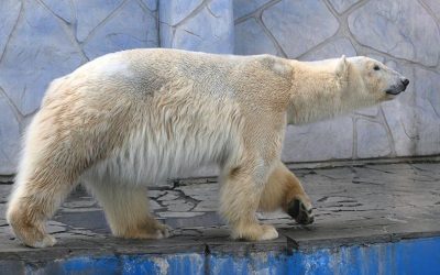 В Ленинградском зоопарке умерла старейшая белая медведица