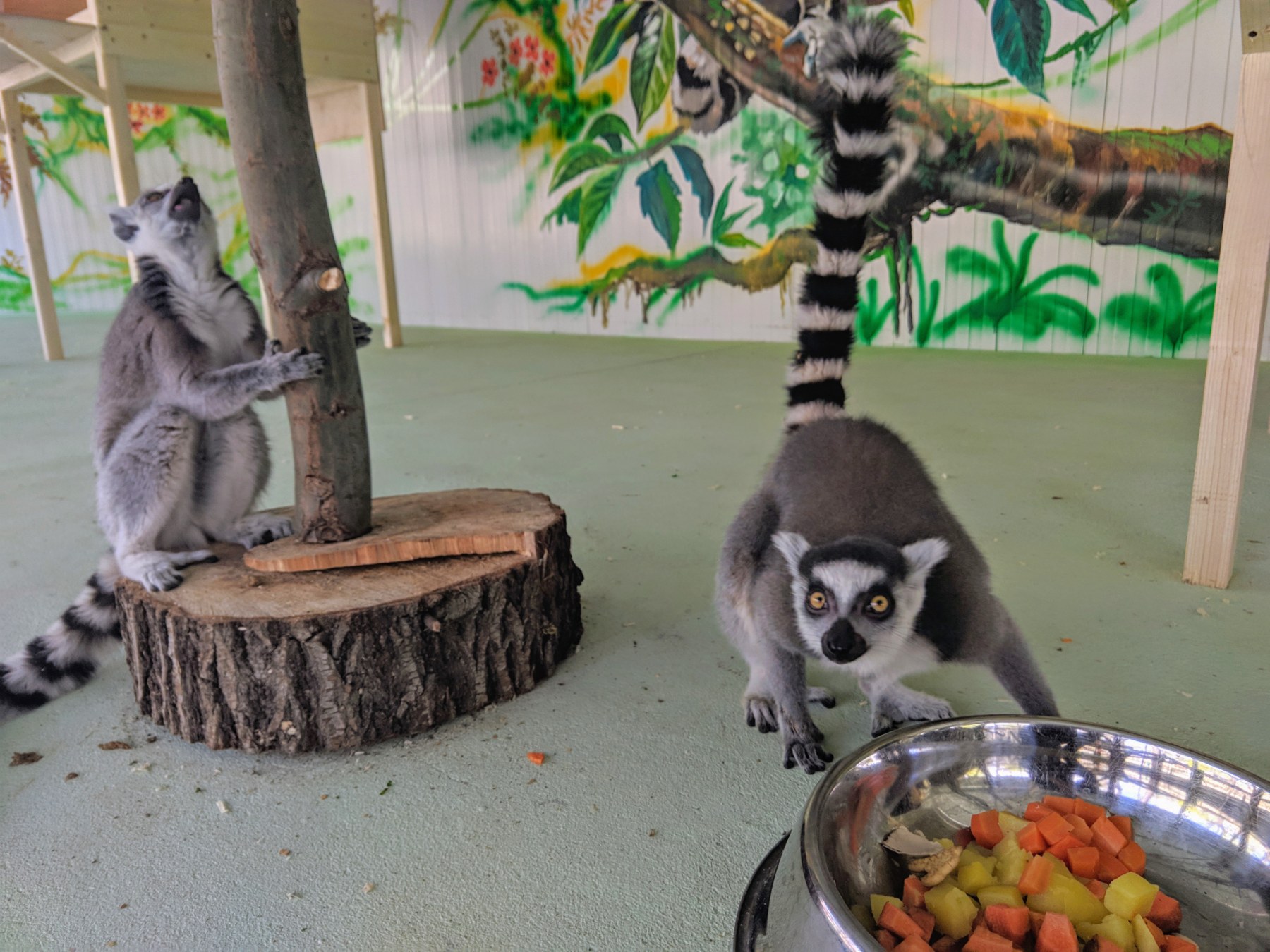 РЕБЯТАМ О ЗВЕРЯТАХ: кошачий лемур с острова Мадагаскар - Zoo