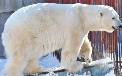 В Екатеринбурге белый медведь умер из-за брошенной в вольер игрушки