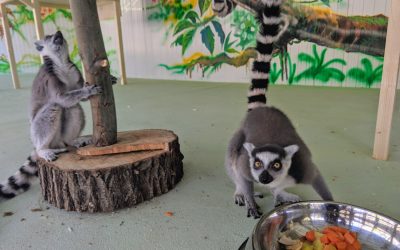 Lemurii s-au mutat în casă nouă