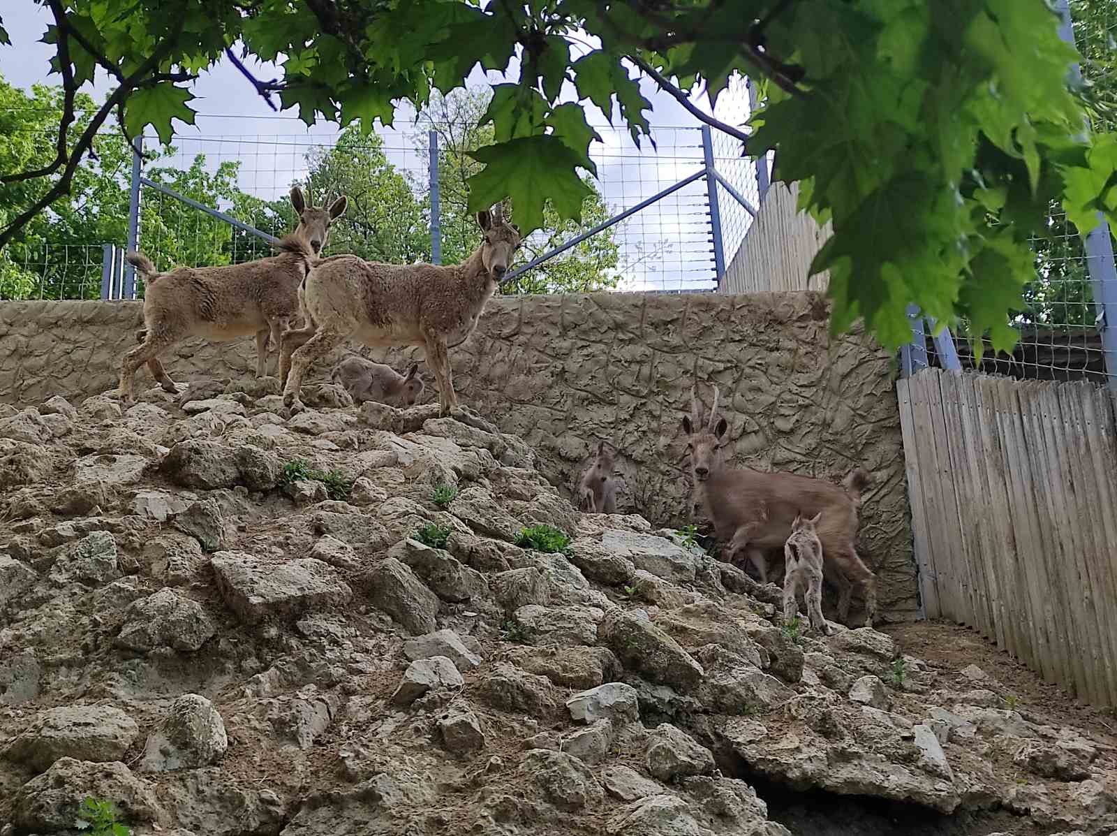 Сибирский козерог... три! - Zoo