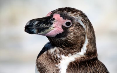 În Marea Britanie pentru prima dată a fost operat un pinguin, restabilindu-i  astfel vederea