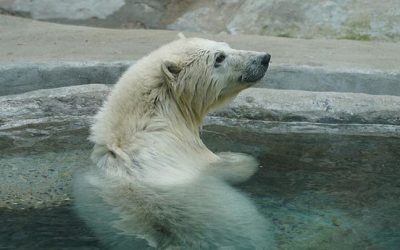 Grădina Zoologică din orașul Moscova a adăpostit un pui de urs rămas orfan
