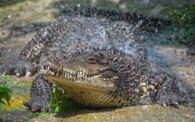 17 июня – Всемирный день крокодила