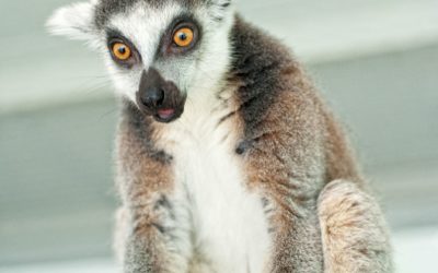 Cum în Grădina Zoologică din Grodno lemurii „au făcut cunoștință”