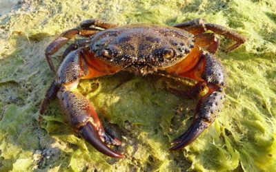 Cablurile subacvatice hipnotizează crabii – au constatat oamenii de știință