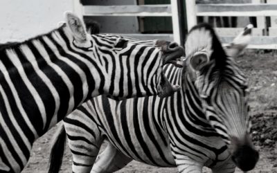 31 января – Международный день зебры!