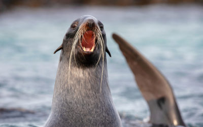 19 февраля – Всемирный день морских млекопитающих