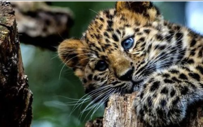 La Grădina Zoologică din orașul Stavropol pentru prima dată s-au născut leoparzi de Amur.