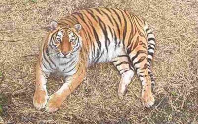 Зоопарк готовится отмечать День Тигра