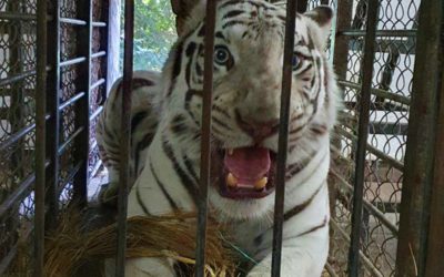 Зоопарк отметил День Тигра