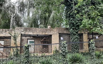 La grădina zoologică s-a început demolarea volierelor vechi