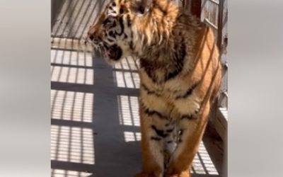 Tigrul Siberian (Tigrul de Amur) în vârstă de un an a fost oferit Grădinii Zoologice din Erevan