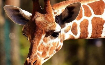 21 июня — Всемирный день жирафа