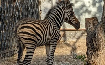 Пресса о Кишиневском зоопарке