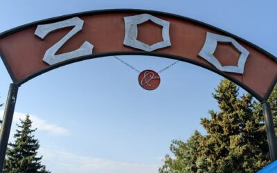 CUCUVELE Eliberate în sălbăticie de către Grădina Zoologică din Chișinău