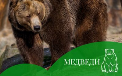 ТОРОПИТЕСЬ ВИДЕТЬ!!!Лекция и экскурсия к вольеру со старейшиной Кишиневского зоопарка — Медведю Ворчуну