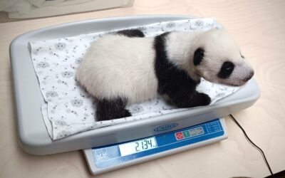 Панда-малышка из Московского зоопарка открыла глазки на 42-й день после своего рождения!