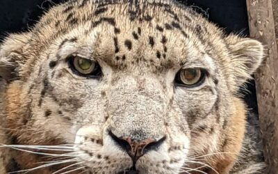 Știați că leopardul de zăpadă Barsik locuiește în Grădina Zoologică din Chișinău?