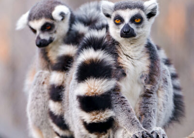 Lemur cu coadă inelată