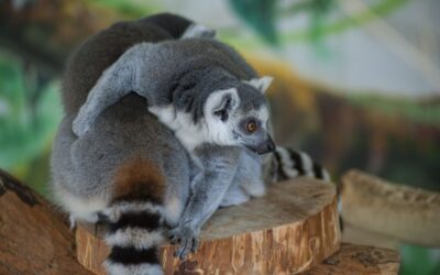 La Gradina Zoologica din Chişinau, avem o veste minunată!!!Tânăra mama-lemur are doi bebeluşi!!!Vino să-i vezi.