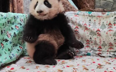 Locuitorii Moscovei au ales un nume pentru puiul de panda, care s-a născut acum 4 luni la Grădina Zoologică.