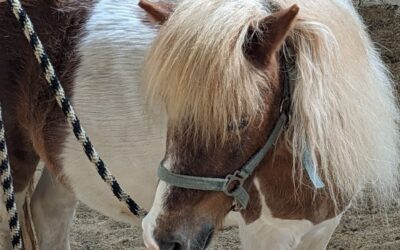 Pe 13 aprilie, ora educativă a Grădinii Zoologice din Chișinău au fost vizitată de 10 tineri iubitori de natură!!! Lecția a fost dedicată cailor și poneilor.