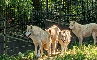 В экспозиции Кишиневского зоопарка — летние переселения