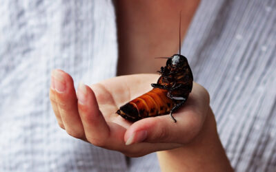 Primul seminar din iulie al lectoratului „Copiilor despre animale” va fi despre insecte
