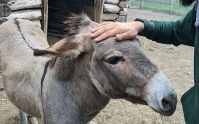 Relocarea temporară a animalelor în Grădina Zoologică din Chișinău.