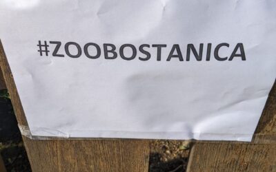 Dansuri, sute de participanți și tot atâtea premii la sărbătoarea Bostanica din Grădina Zoologică din Chișinău.