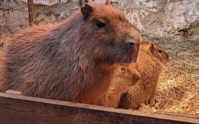 Puii de capibara s-au născut la Grădina Zoologică din Chișinău!!!